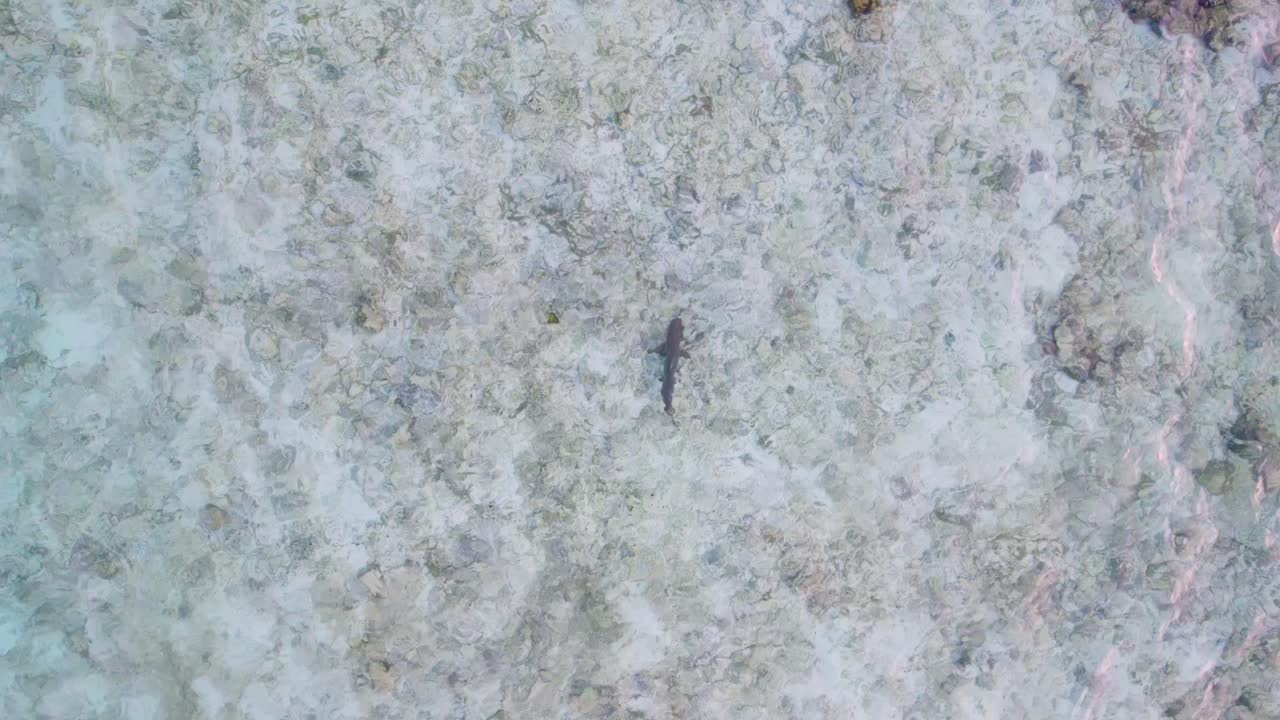 Aerial overhead view of reef shark in sandy flats, crystal clear tropical ocean water