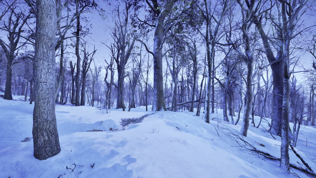 Snow covered forest with bare trees during twilight in winter season