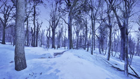 snow covered forest with bare trees during twilight in winter season