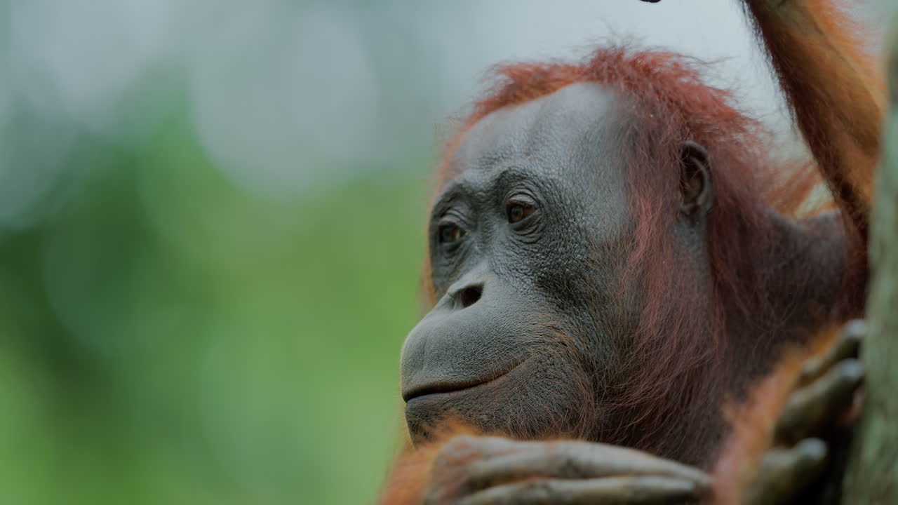 Orangutan in the rainforest