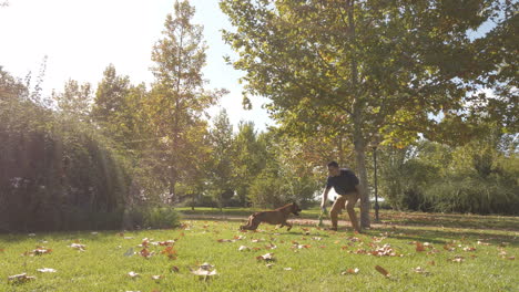 Young man playing and training with a dog. Brown boxer dog