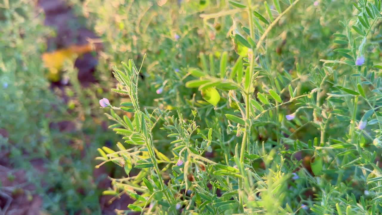 close up of masoor lentil plant, also known as Lens culinaris, is a legume that is an annual plant grown for its edible seeds. The plant is self-fertile.
It can fix Nitrogen.