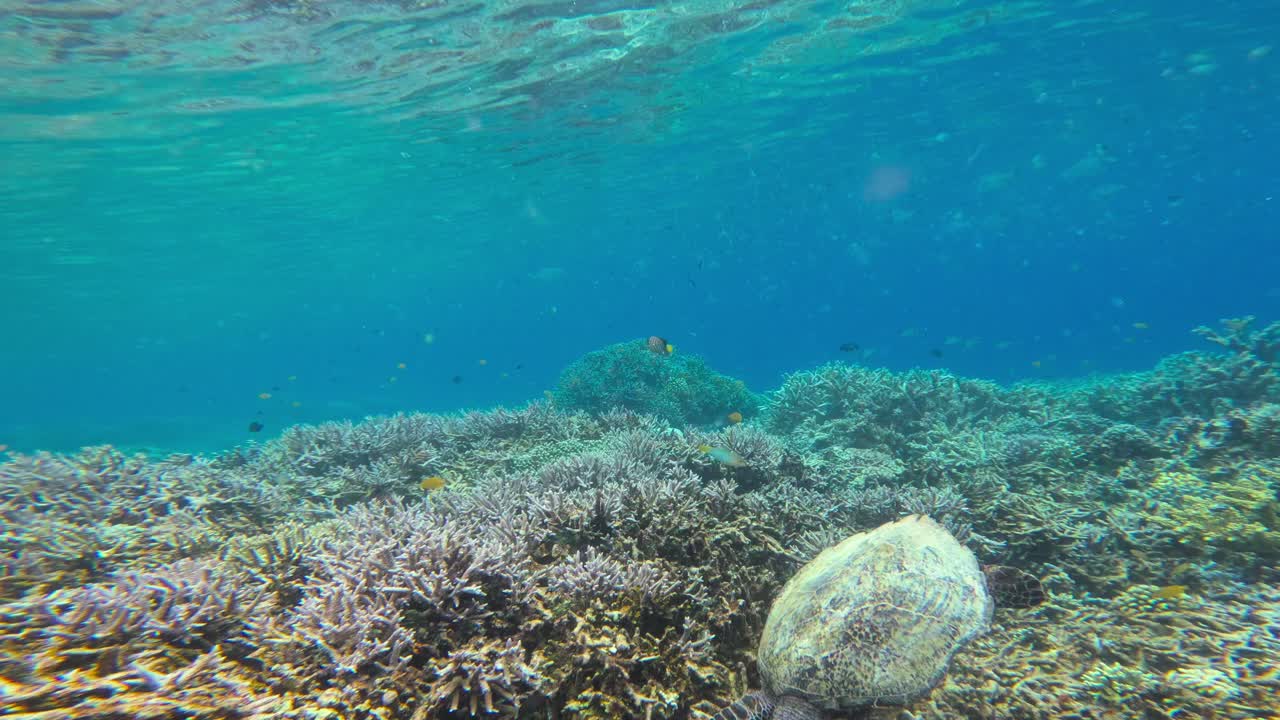 una toma submarina captura una hermosa tortuga de mar falcón pastando en un vibrante arrecife de coral
