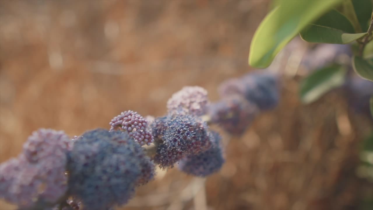 una toma macro de primer plano rastreando la cigüeña de una planta de cardo silvestre que crece en un campo con hermosas flores violetas, india