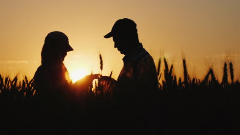 silhouettes of two farmers in a wheat field looking at ears of corn