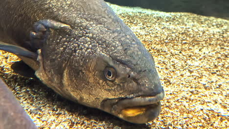 the giant wrymouth, cryptacanthodes giganteus, is a fish found in the northeastern pacific ocean - isolated