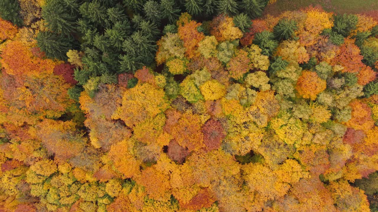 Yellow leaves of an autumn forest from a bird's eye view. Beautiful colorful atmosphere captured by a drone