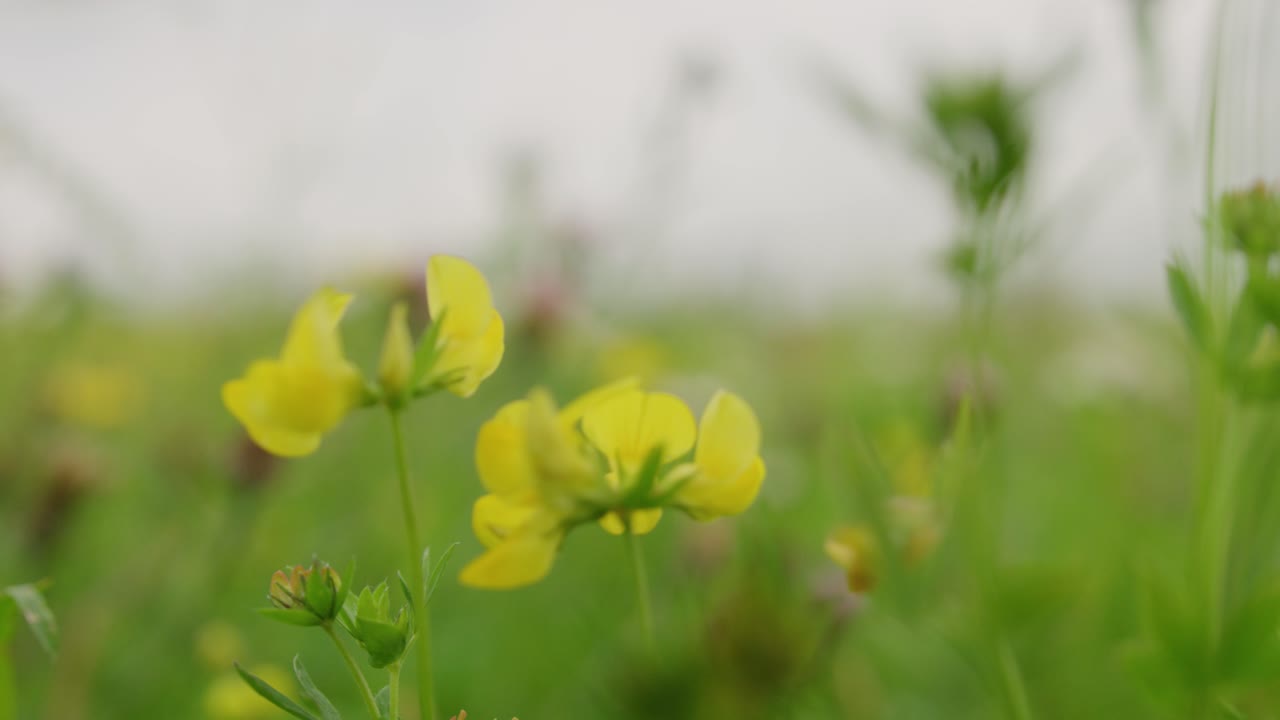투명한 날개 나비는 꽃가루를 찾아 노란 꽃을 탐험합니다 - 전체