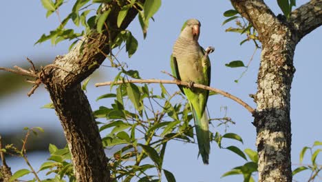 beautiful wildlife composition capturing an elegant monk parakeet, myiopsitta monachus, perching on tree branch with one feet, gracefully cracking the seed, close up shot