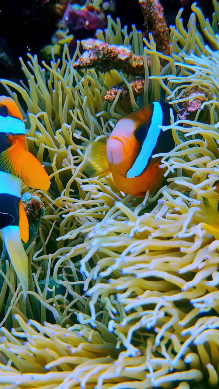 Pesci pagliaccio colorati che nuotano tra i tentacoli degli anemoni di mare in una vivace barriera corallina