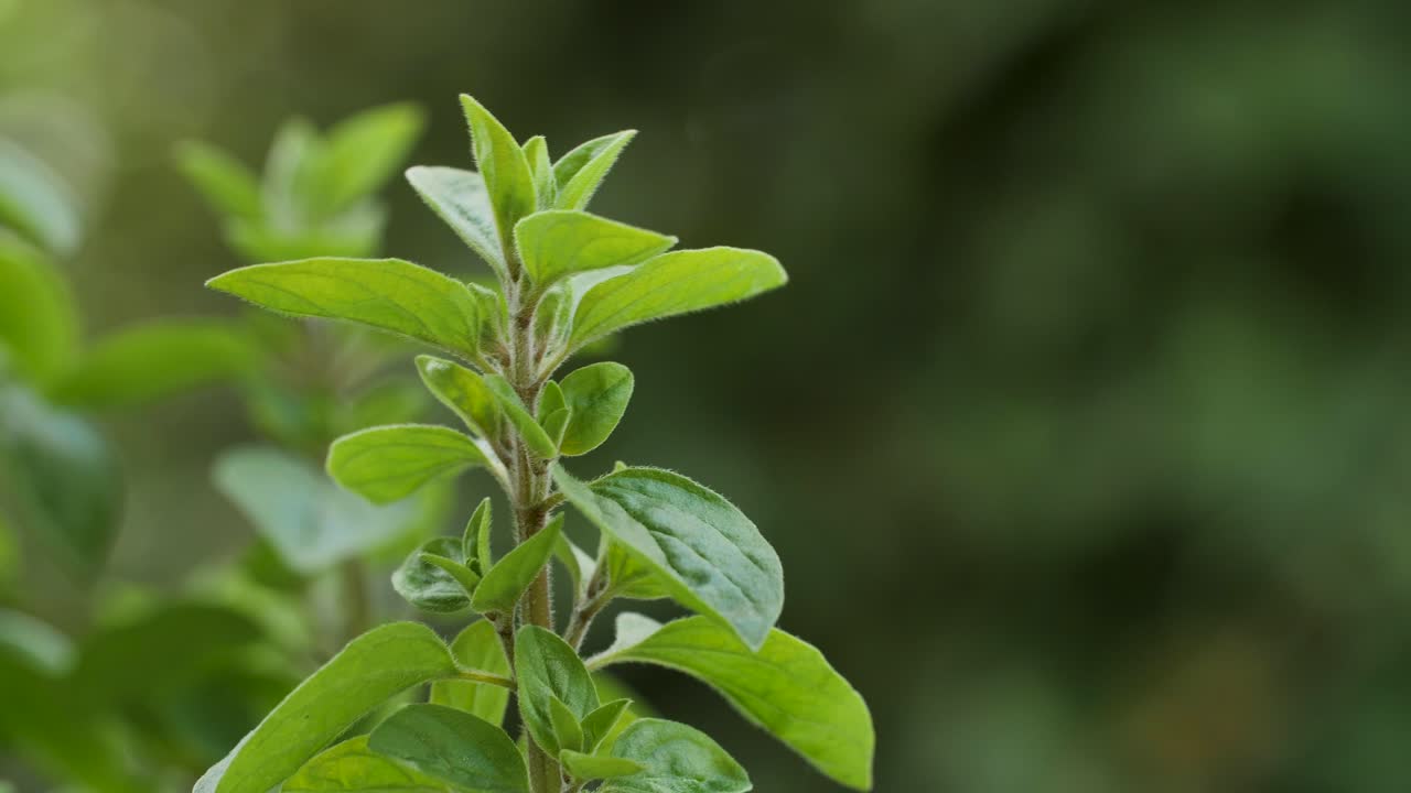 una hermosa planta de mejorana se mueve en el viento durante una toma macro