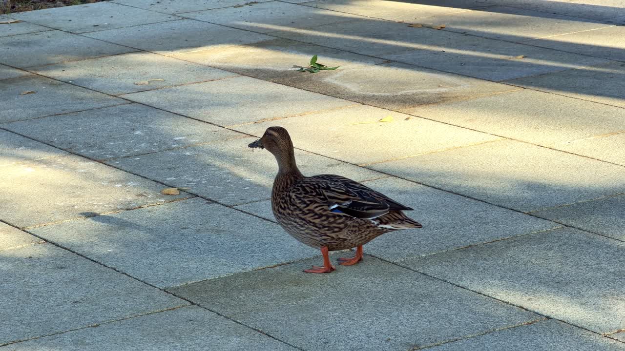 Primo piano di un germano reale femmina che cammina su una superficie pavimentata. La luce intensa del sole crea un'ombra forte. Ideale per concetti di fauna selvatica urbana e natura.