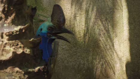 un primer plano de la cabeza de un cassowary parcialmente escondido detrás de un tronco de árbol en el zoológico