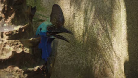 a close-up of the head of a cassowary partially hidden behind a tree trunk in the zoo