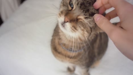 a hand gently pets a tabby cat who is sitting on white linen