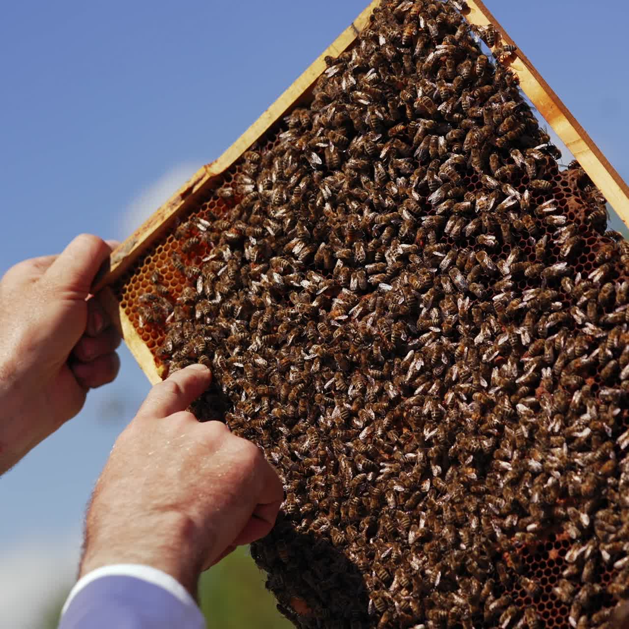 Beekeeper touching bees on frame with bare hands. Honey frame with bees in apiarist's hand. Apiculture process. Close-up