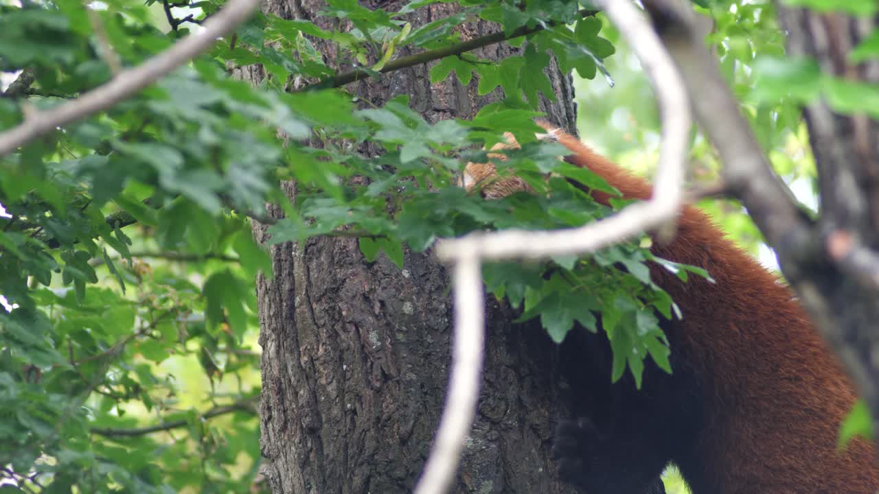 아래에서 지켜보고 있는 나무를 오르는 레드 팬더