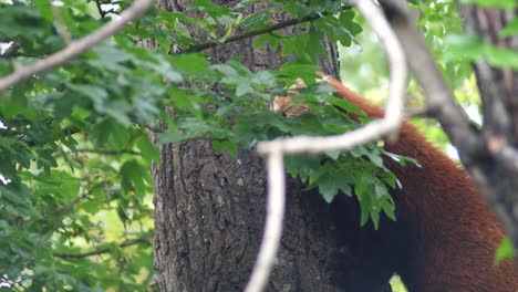 Panda-Rojo-Trepando-Un-árbol-Siendo-Observado-Desde-Abajo