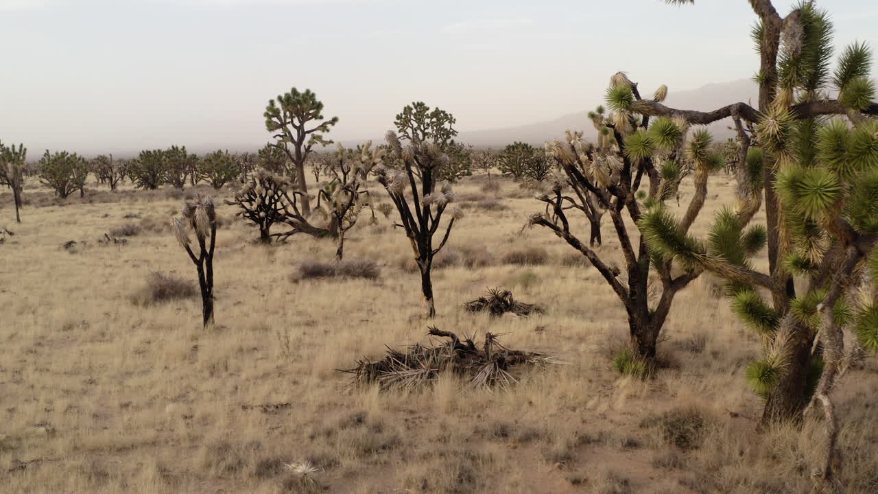 Joshua Tree Desert Landscape