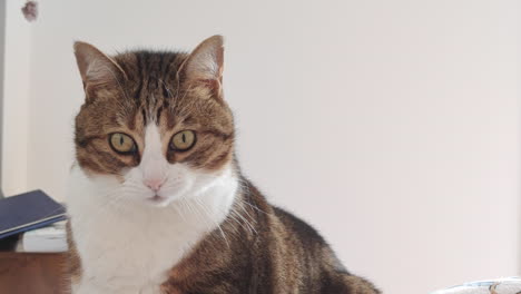 Domestic-cat-in-white-background