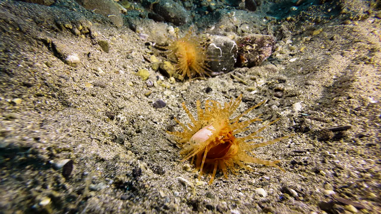Two orange fileclams with striped tentacles, one behind the other, on the sandy seabed during daylight. The rear clam moves forward using the recoil principle. Filmed in the Indo-Pacific