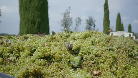 Bunch-Of-Freshly-Picked-Green-Grapes---close-up-shot