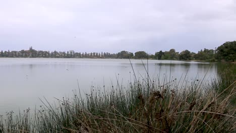 Vista-Panorámica-Izquierda-Del-Lago-Monger-Y-Pájaros-Volando-Con-Los-Edificios-De-La-Ciudad-De-Perth-En-La-Distancia