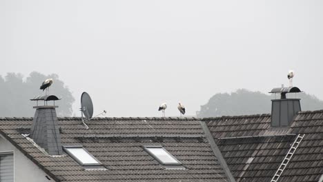 Varias-Cigüeñas-Sobre-Un-Techo-En-Alemania-En-Un-Día-Gris-Y-Nublado