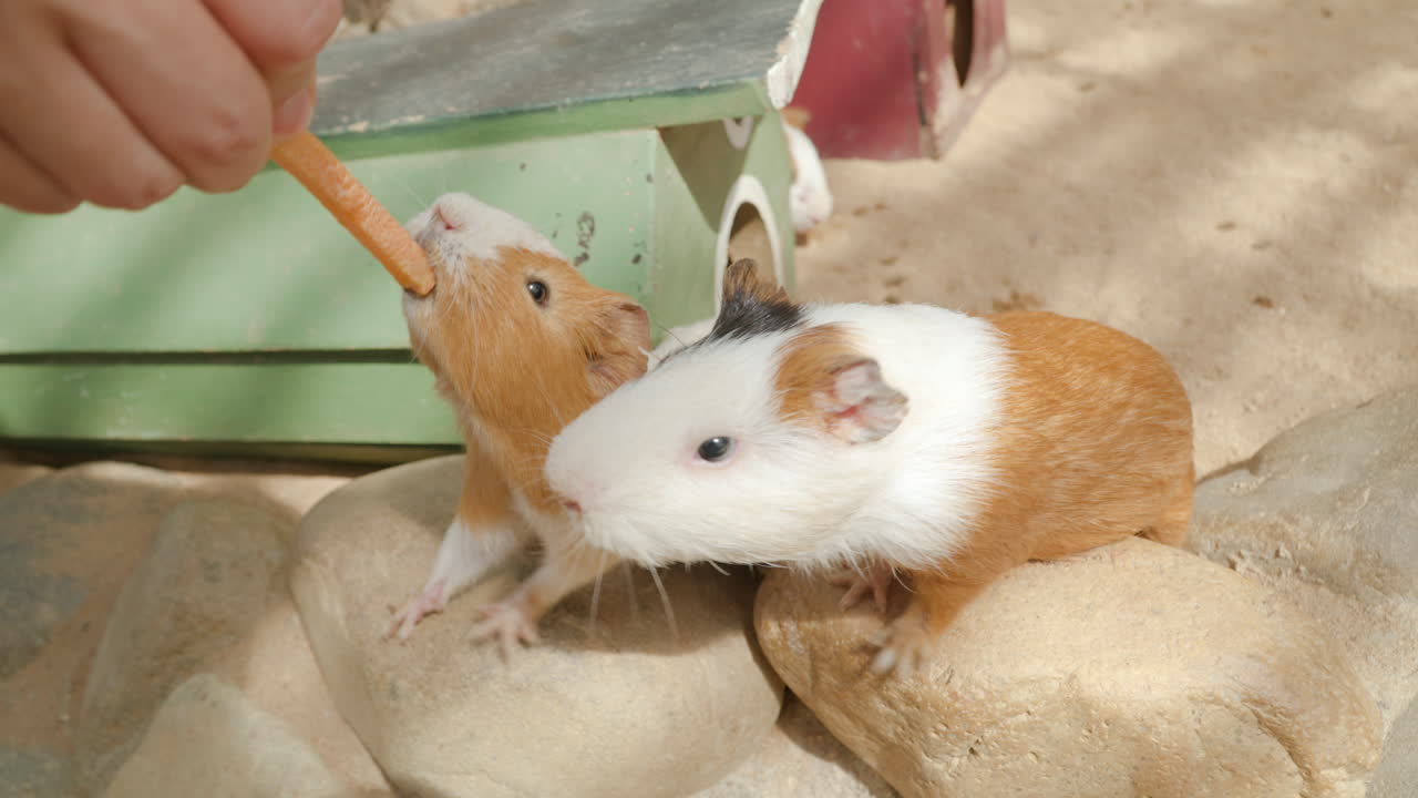 가축 기니피그 나 쿠이 는 사람 의 손 에서 당근 막대기 를 먹는다 - 근접 사진