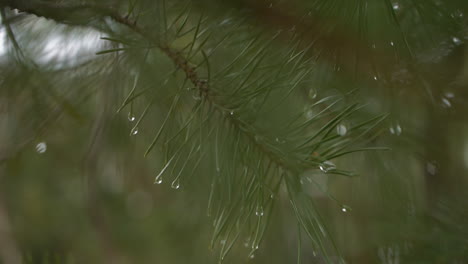 pine tree spa resort, close upof rain droplets on branch of pine needles