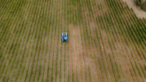 Aerial-orbit-over-a-vineyard-with-a-blue-grape-harvester-in-the-center-passing-through-one-of-the-lines,-Talagante,-Chile