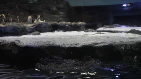 Pingüino-Papúa-Sumergiéndose-En-El-Agua-En-La-Exhibición-Penguin-Cove-En-El-Zoológico-Bird-Paradise-En-Singapur