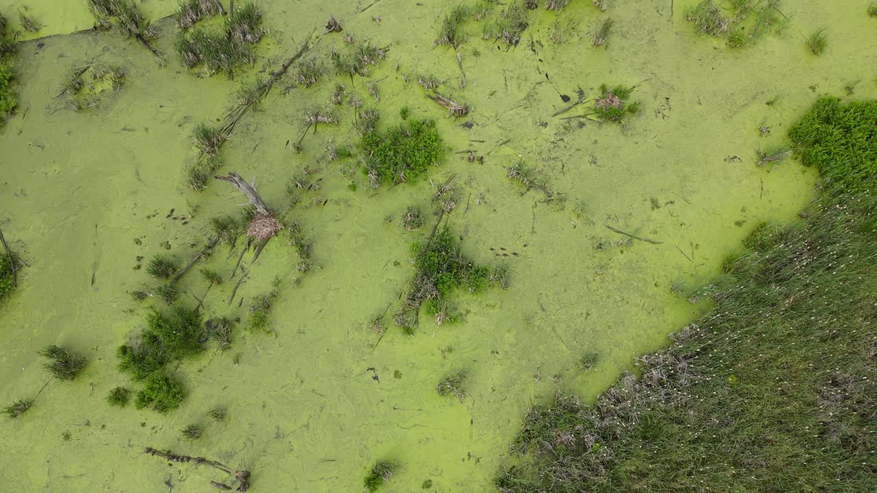 agua contaminada en un pantano cubierto de algas, vista por avión no tripulado