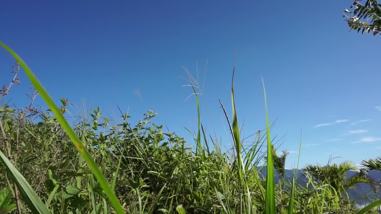 Up close of the plant. -- Left Panning