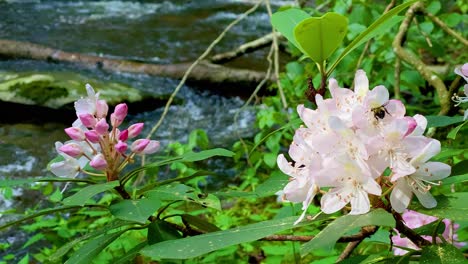 Abejorro-Aterrizando-En-Una-Flor-Rosa-Para-Alimentarse-Durante-El-Verano-En-Las-Montañas-Apalaches,-Cerca-De-Un-Arroyo