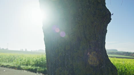 Close-up-shot-of-a-single-tree-growing-near-a-yellow-blooming-white-mustard-field