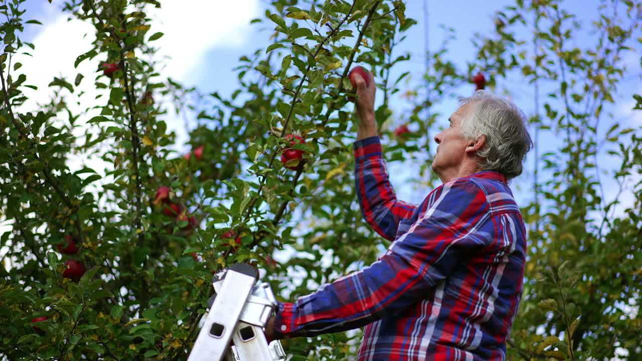 Man in checkered shirt picks ripe red apples from the top branches. Harvest season at the farm.