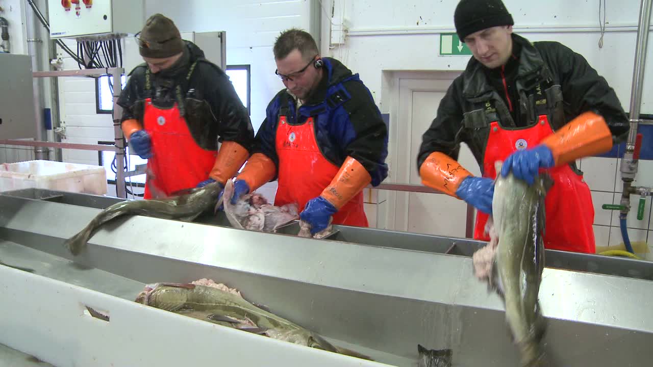 어류 가공 공장의 조립 라인에서 생선을 자르고 청소하는 남자들