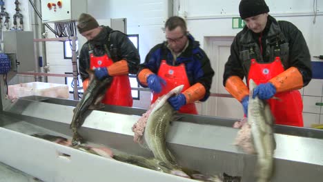 Männer-Beim-Schneiden-Und-Reinigen-Von-Fisch-Am-Fließband-In-Einer-Fischverarbeitungsfabrik