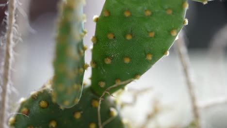 macro shot of cactus leaf. nature green botany concept. detailed leaf.