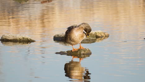 Weibliche-Stockente-Thront-Auf-Dem-Felsen-Auf-Einem-Teich,-Während-Sie-Sich-Selbst-Pflegt