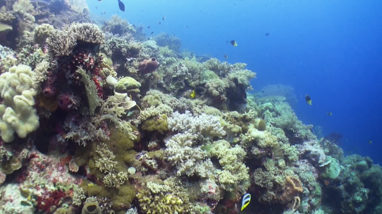 vuelo sobre una ladera de arrecife de coral saludable en indonesia-pacífico, varios corales blandos, agua azul en el fondo