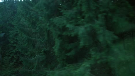 bosque oscuro