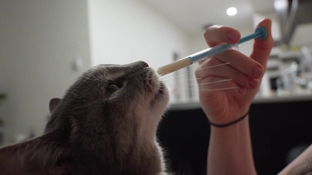 Una persona somministra con attenzione un farmaco a un gatto domestico grigio.