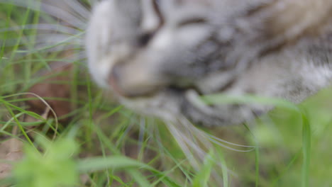 cat eating grass outdoors