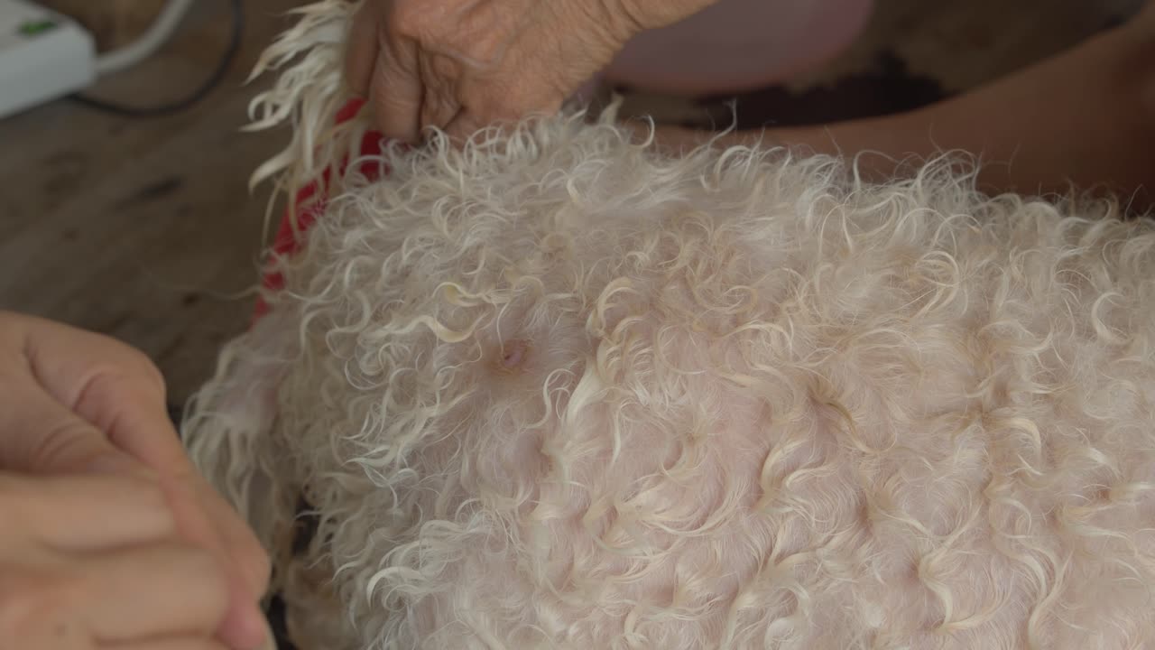 개가 곪지 않고 치유되도록 돕기 위해 애완견의 모피 코트에 있는 아픈 종기 또는 내성 모발을 치료합니다.