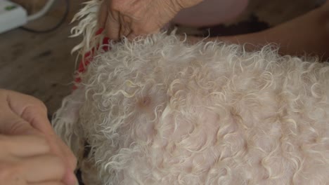 medicar un forúnculo dolorido o pelo encarnado en el abrigo de piel de un perro mascota para ayudar al perro a sanar y no supurar