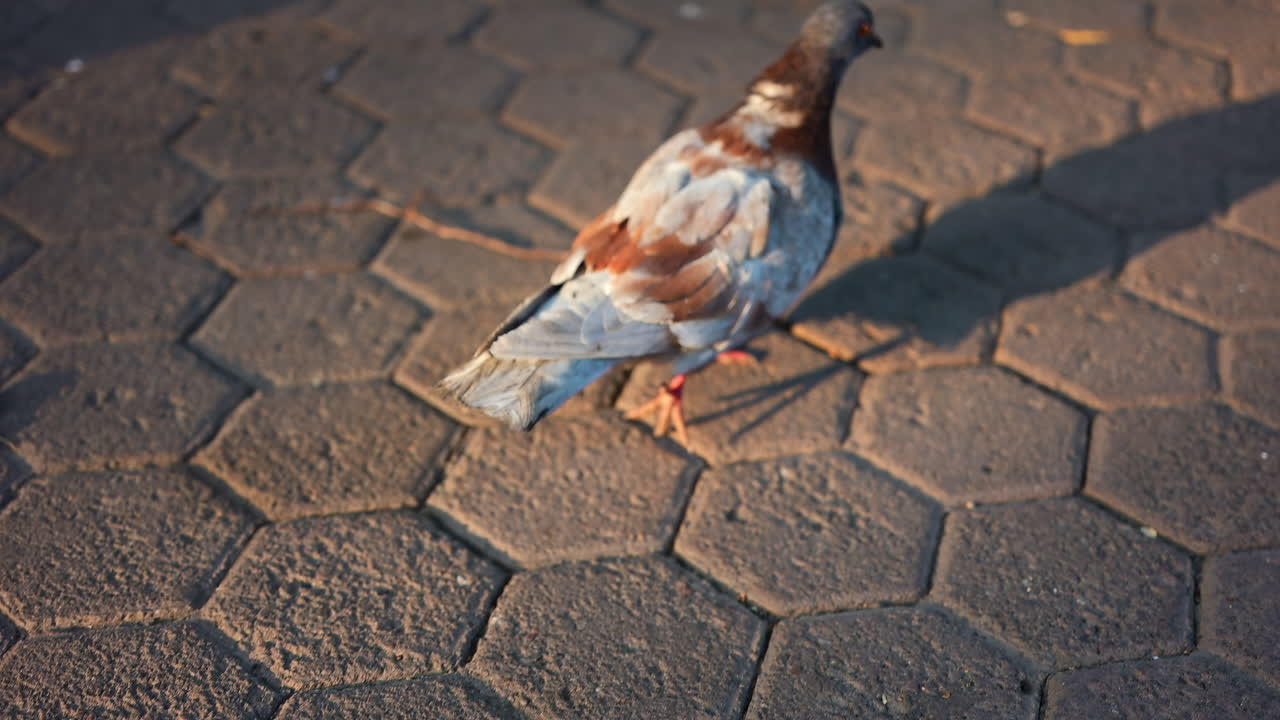 Close up of a pigeon with brown and gray feathers walking on textured pavement in warm daylight