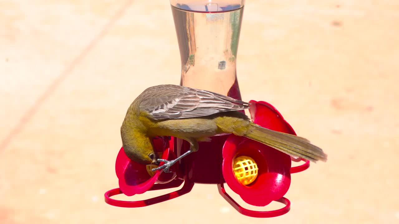 oropéndola de buey hembra adulta tratando de beber agua azucarada de un alimentador de colibrí