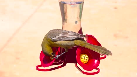 adult female bullock's oriole trying to drink sugar water from a hummingbird feeder